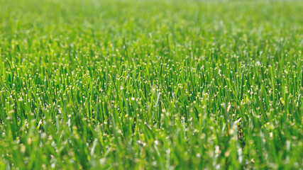Close up green grass, natural greenery background texture of lawn garden. Ideal concept used for making green flooring, lawn for training football pitch, Grass Golf Courses, green lawn pattern.