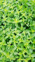 fresh green grass, vegetative eco background