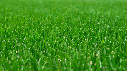 Close up green grass, natural greenery background texture of lawn garden. Ideal concept used for...