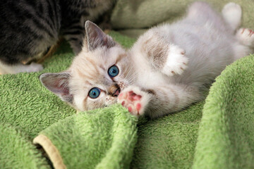 beautiful small burmese kitten portrait