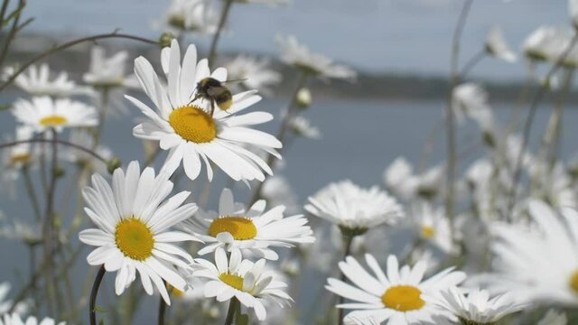 Bee pollinating daisy wild flowers white petals blowing in summer breeze slow motion 2