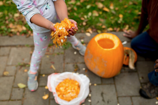  Child with gooey hands full of pumpkin seeds
