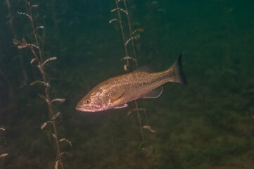 Smallmouth bass swimming in a Michigan inland lake. - obrazy, fototapety, plakaty