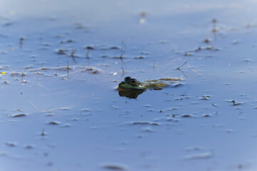 Grenouille verte Pelophylax cf. esculentus / ridibundus en gros plan