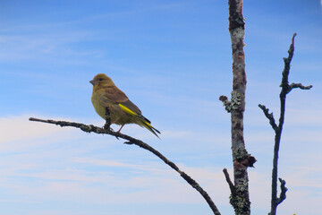 Greenfinch (Chloris chloris) perched on a tree