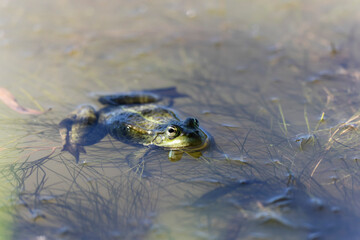 Grenouille verte Pelophylax cf. esculentus / ridibundus en gros plan