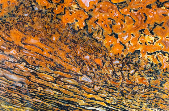 Petrified Dinosaur Bone