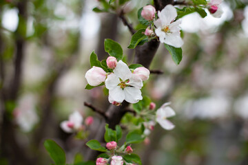 Fototapeta na wymiar large horizontal photo. summer time. eco. branch with apple-tree flowers on a blurred background. blooming apple tree. white flowers of fruit trees. white-pink petals of an apple tree.