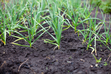 large horizontal photo. summer time. eco. a bed of garlic. garlic leaves in clean ground. vitamins and minerals. natural and healthy products for salad.