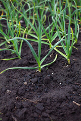 large vertical photo. summer time. garlic leaves. a garden bed with garlic. growing natural healthy products. eco. fertile land.