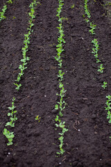 large vertical photo. summer time. a field of radish planted in even rows at the beginning of growth. growing organic products. eco. healthly food.