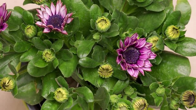 4K Time Lapse of blooming purple Osteospermum flowers - top view. Time-lapse of opening Osteospermum flowers. Beautiful Osteospermum blooms close-up.