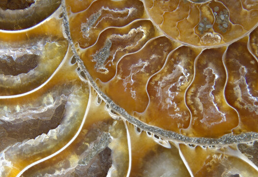fossil ammonite Cleoniceras 3 horizontal macro, abstract