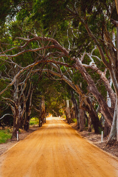 Gum Tree Avenue