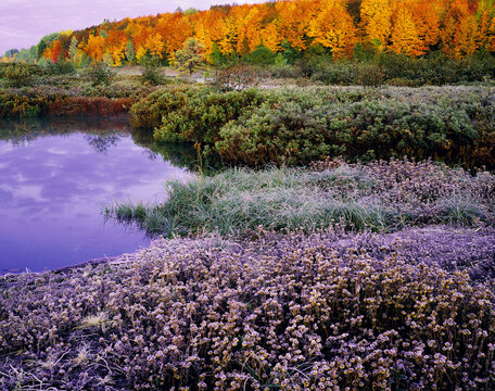 Autumn Frost fall foliage on pond in Michigan landscape, film