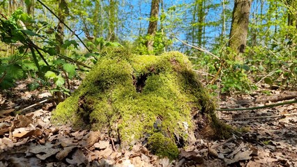 moss on stump