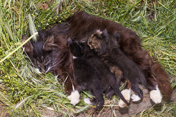 Little black white kittens suck milk from the cat's mother's nipples. Breastfeeding mammals, pets on straw.