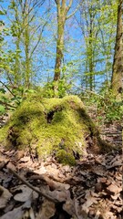 moss on stump