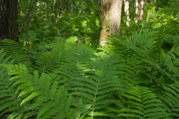 Thickets of fern in the forest.