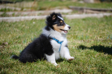 Tricolor Shetland sheepdog puppy dog