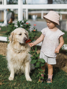Golden retriever offered flowers by toddler