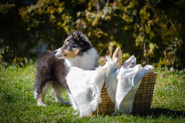 Tricolor Shetland sheepdog puppy dog