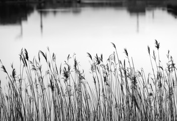 Phragmites australis Schilfrohr Abend Deutschland Halme Schilf Umrisse Gräser Halme Silhouetten...