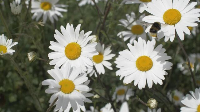 Bee flying from flower to flower white oxeye daisy yellow pollen slow motion