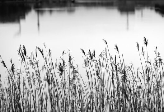 Phragmites australis Schilfrohr Abend Deutschland Halme Schilf Umrisse Gr&auml;ser Halme Silhouetten Spiegelung Graustufen schwarz-wei&szlig; Kontrast Ufer Ruhrgebiet Dortmund Poaceae Phoenixsee