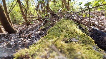 moss on fallen tree