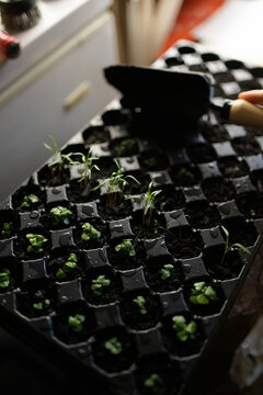 Seedlings Being Planted For Gardening In Small Plastic Containers In A Repurposed Garage