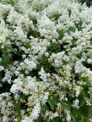 white flowers in the garden