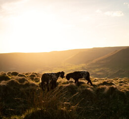 Two baby sheep with a background sunset