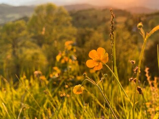 Little yellow wild flower with grass texture background