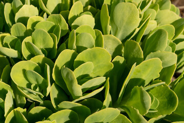 Sedum telephium, Crassulaceae or stonecrop close up