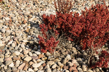 Red berberis thunbergii or Japanese barberry