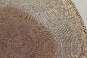 Fototapeta premium クローズアップされた木の年輪