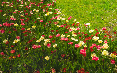 Obraz na płótnie Canvas Tulip flowers or flowering tulipa with bokeh