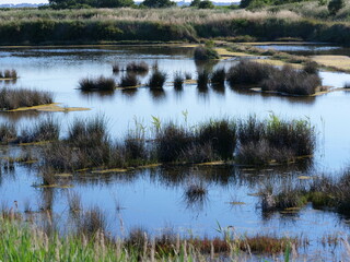 A small marsh at Guerande in the west of France. June 2021.