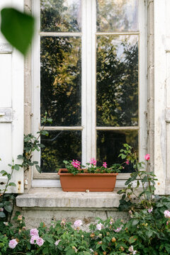 window with pink roses and geraniums 
