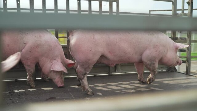 Pigs in the back of a car. A pig rides in the back with his friends to a pig farm and looks straight at the camera. Pigs in the slaughter machine.