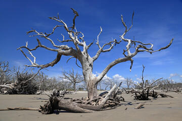 Dead trees on a sandy beach