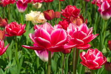 Fototapeta premium Tulip flowers or flowering tulipa with bokeh