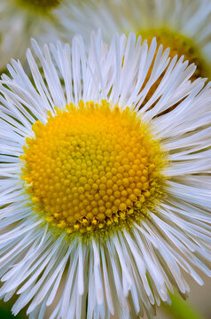 Macro closeup of daisy fleabane flower in bloom
