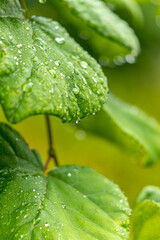 雨の雫