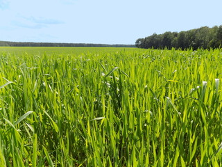 Cereals. Green wheat field with forest in the distance.
