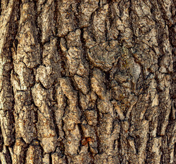 Oak Bark texture.   Еree bark background. Brown texture of the old tree. Natural coniferous bark background.