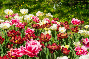 Obraz premium Tulip flowers or flowering tulipa with bokeh