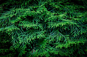 Juniper foliage background. Green natural banner. Low key photo.