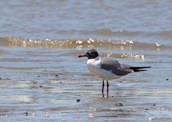 Laughing gull standing at the edge of the ocean